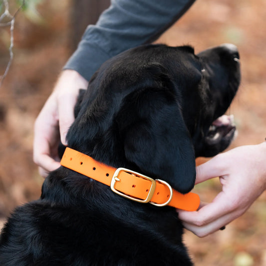 Old South Dog Collars