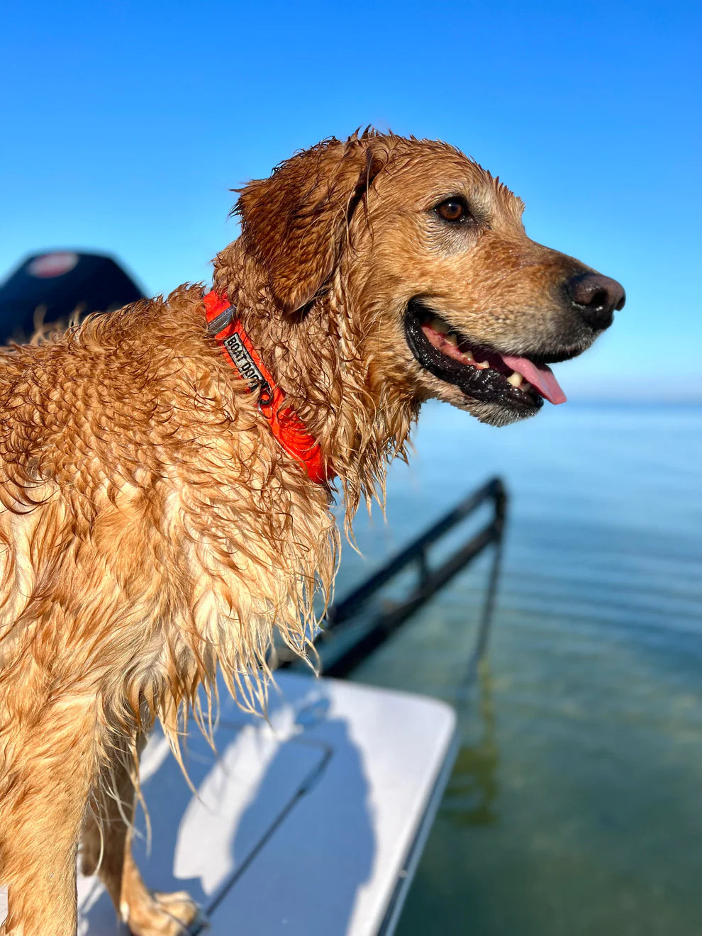 Boat Dog Company Water Proof Dog Collar