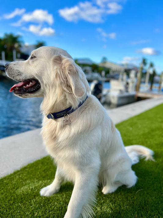 Boat Dog Company Water Proof Dog Collar
