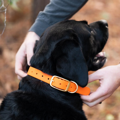 Old South Dog Collars