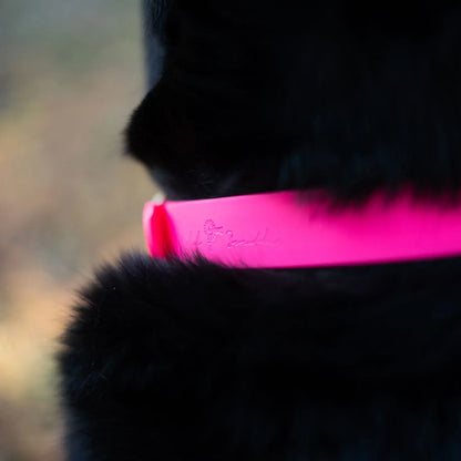 Old South Dog Collars